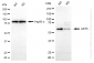 KD-Validated Anti-AKT3 Mouse Monoclonal Antibody